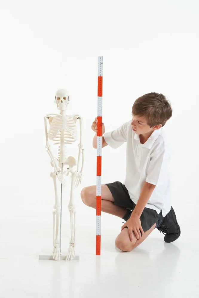 Tickit Half-Scale Skeleton 03064 Thumbnail 2