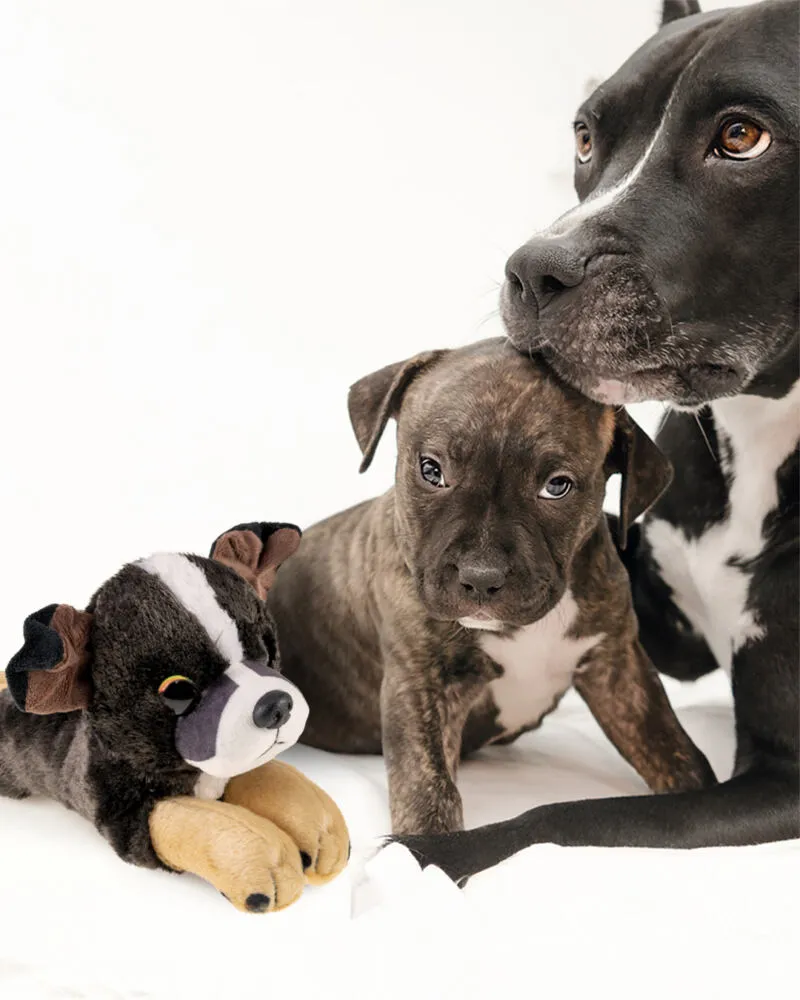 Lumo Stars Staffordshire Terrier Rocky 59923 Thumbnail 1