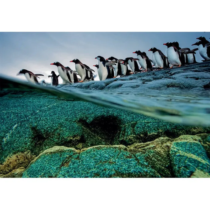 Clementoni Penguins 39730 1000 Parça Puzzle Thumbnail 1