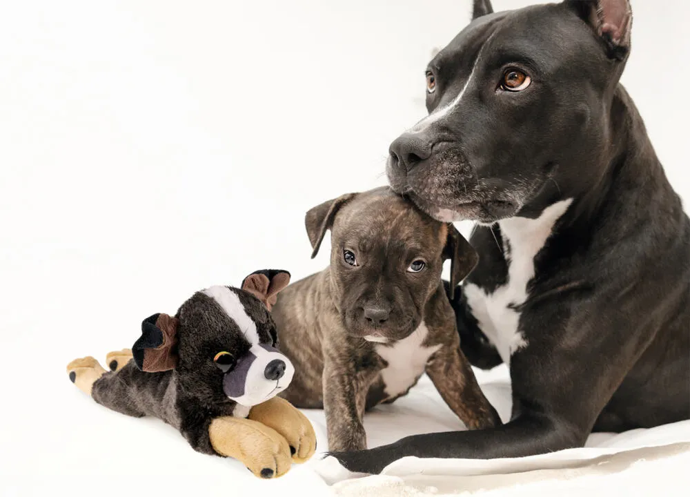 Lumo Stars Staffordshire Terrier Rocky 59923 Thumbnail 3