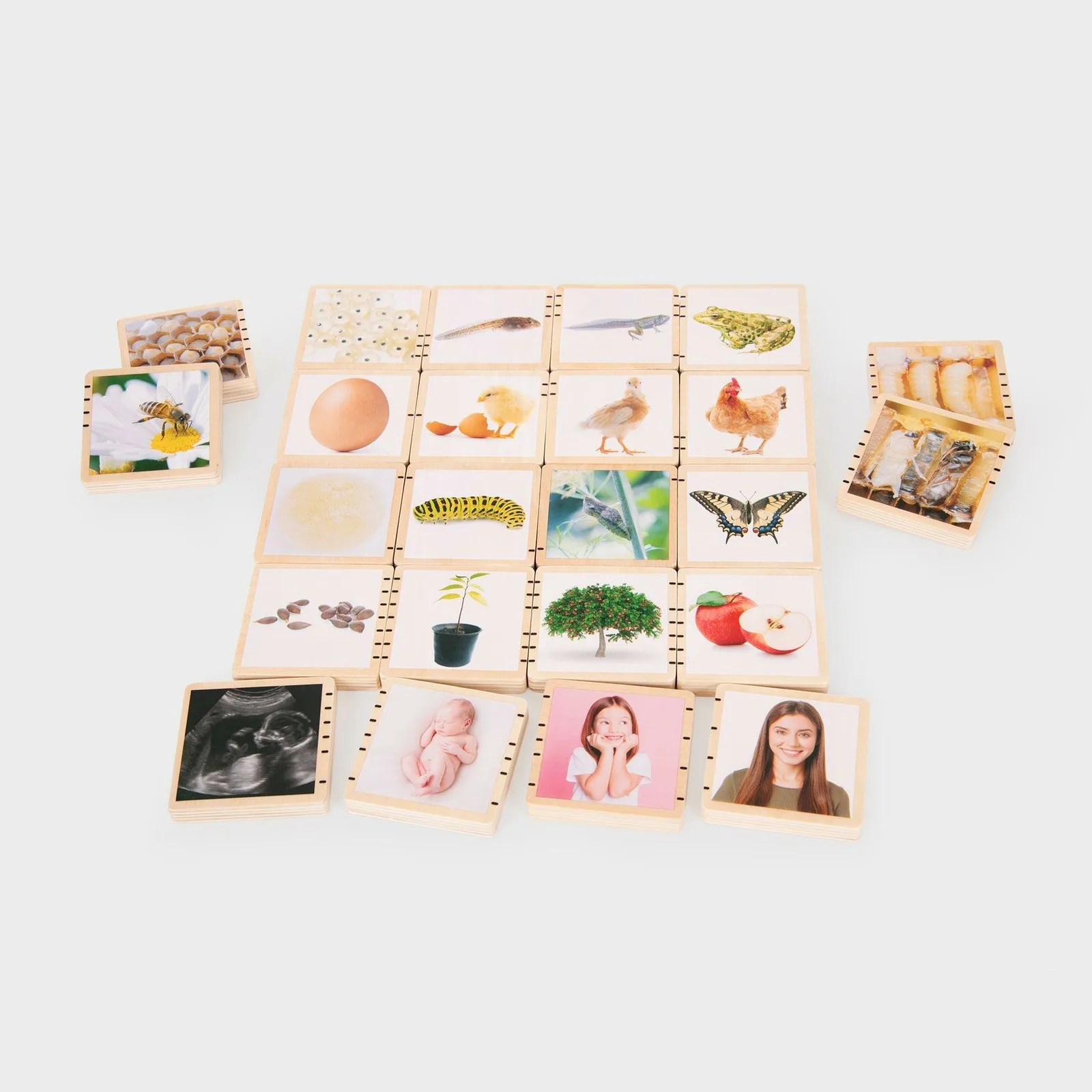 Tickit Wooden Lifecycle Tiles 73522 Eğitici Oyuncak
