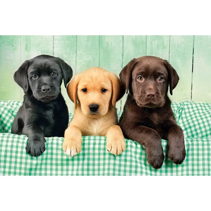 Clementoni Three Labrador 96502 1000 Parça Puzzle Thumbnail 2